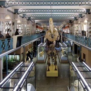 Musée d'Histoire naturelle Lille