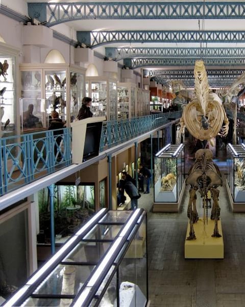 Musée d'histoire naturelle de Lille