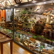 Visite libre du musée du jouet ancien