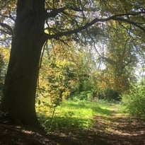 Découvert du jardin du hêtre
