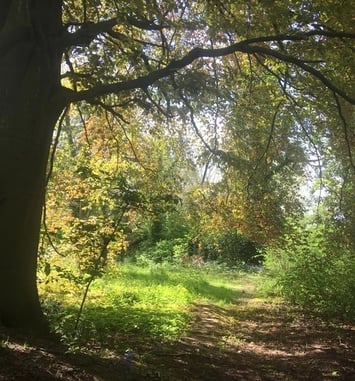 Découvert du jardin du hêtre