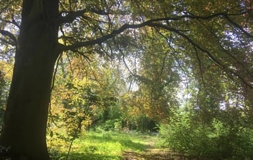 Découvert du jardin du hêtre