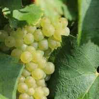 Visite guidée des vignes et du chai des vins des coteaux de l'Escaut