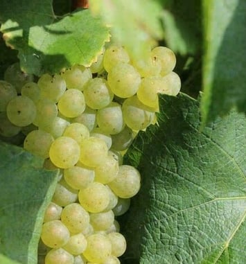 Visite guidée des vignes et du chai des vins des coteaux de l'Escaut
