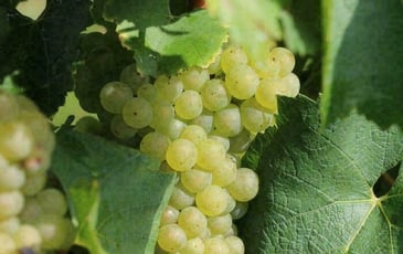 Visite guidée des vignes et du chai des vins des coteaux de l'Escaut