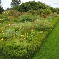 Visite du jardin des plantes médicinales du Moulin