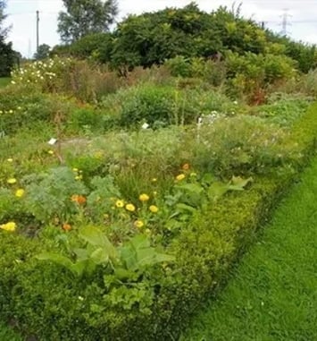 Visite du jardin des plantes médicinales du Moulin