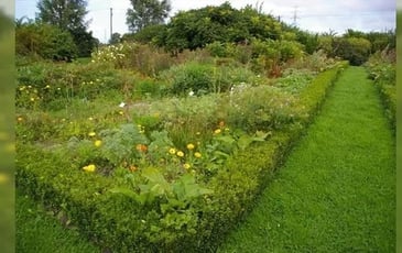 Visite du jardin des plantes médicinales du Moulin