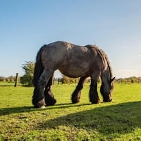 Démonstrations de traits du Nord de l'élevage du Héron