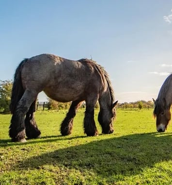 Démonstrations de traits du Nord de l'élevage du Héron