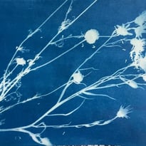 Atelier cyanotype au Musée du Terroir