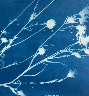 Atelier cyanotype au Musée du Terroir