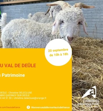 Visite de la ferme Mohair du Val de Deûle