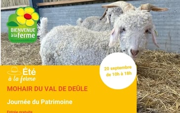 Visite de la ferme Mohair du Val de Deûle