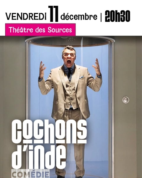 Cochons d'Inde