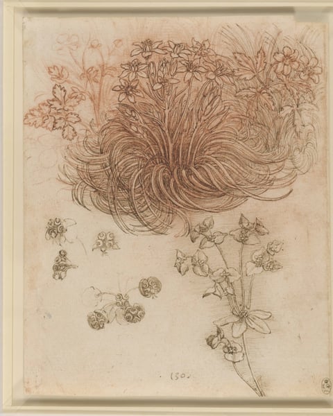 Léonard de Vinci et la nature